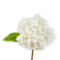 Soft Touch Faux Hydrangea Stem - White Artificial Flower Stem for Everyday Decor, 13" Tall, Easy Care